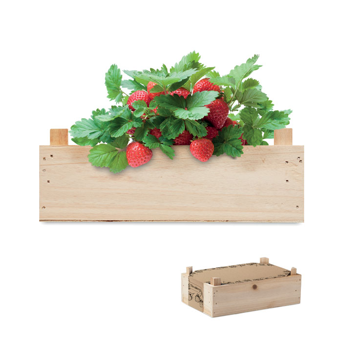 mo6506-40.jpg Komplet za sadnju jagoda STRAWBERRY - Slika 1